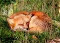 Fox sleeping in the forest