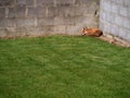 Fox sleeping in a house yard on a fresh cut grass, concept animal infestation, wild animals in urban area Royalty Free Stock Photo