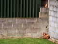 Fox sleeping in a house yard on a fresh cut grass, concept animal infestation, wild animals in urban area Royalty Free Stock Photo
