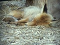 Fox sleeps Royalty Free Stock Photo