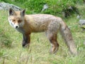 Fox in Slovakia