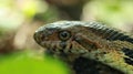 Fox snake close up Royalty Free Stock Photo