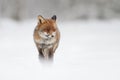 Fox in the snow Royalty Free Stock Photo