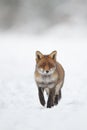 Fox in the snow Royalty Free Stock Photo