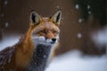 Fox in the snow, generative ai Royalty Free Stock Photo