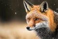 Fox in the snow, generative ai Royalty Free Stock Photo