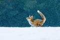 Fox in snowfall. Red fox, Vulpes vulpes, jumping in snow and playing with snowflakes. Pure winter fun of beautiful beast. Royalty Free Stock Photo