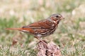 Fox Sparrow (Passerella iliaca) Royalty Free Stock Photo