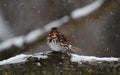 Fox Sparrow in Gentle Snow Fall Staring at You - Passerella iliaca