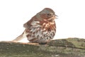 Fox Sparrow Passerella iliaca Royalty Free Stock Photo