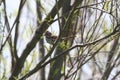 Fox Sparrow (Passerella iliaca) Royalty Free Stock Photo