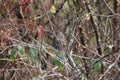 Fox Sparrow - Passerella iliaca (1) Royalty Free Stock Photo
