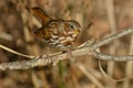 Fox Sparrow - Passerella iliaca Royalty Free Stock Photo