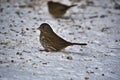 Fox Sparrow sooty resting on the snow. Burnaby BC Canada