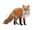 Fox from a splash of watercolor, colored drawing, realistic Royalty Free Stock Photo