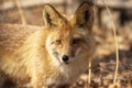 fox in the spring forest in thickets of grass during the hunt