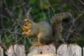 Fox Squirrel Royalty Free Stock Photo