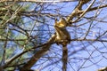 The fox squirrel (Sciurus niger), Royalty Free Stock Photo