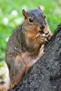 Fox Squirrel Eating A Peanut Royalty Free Stock Photo