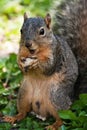 Fox Squirrel Eating A Peanut Royalty Free Stock Photo