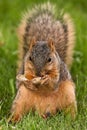 Fox Squirrel Eating A Shelled Peanut Royalty Free Stock Photo