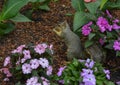 Fox squirrel enjoying a nut in the flowers in the Dallas Arboretum and Botanical Gardens Royalty Free Stock Photo