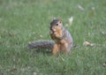 Fox squirrel enjoys a nut in the grass, Dallas, Texas Royalty Free Stock Photo