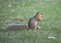 Fox squirrel enjoys a nut in the grass, Dallas, Texas Royalty Free Stock Photo