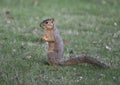 Fox squirrel enjoys a nut in the grass, Dallas, Texas Royalty Free Stock Photo