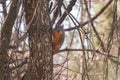 Fox Squirrel Staring into Lens Royalty Free Stock Photo