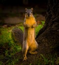 Fox Squirrel Ready To Rumble Royalty Free Stock Photo