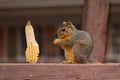 Fox squirrel Sciurus niger feeding on a corn kernal