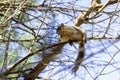 The fox squirrel (Sciurus niger), Royalty Free Stock Photo
