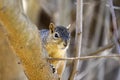 The fox squirrel (Sciurus niger) Royalty Free Stock Photo