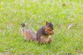 The fox squirrel (Sciurus niger) Royalty Free Stock Photo