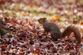 The fox squirrel (Sciurus niger) Royalty Free Stock Photo
