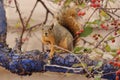 Fox Squirrel, Sciurus Niger, Sitting On Tree Branch With Cortex Blue Colored. Urban Wildlife From City Park.