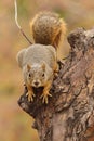 Fox Squirrel, Sciurus Niger, Sitting On Tree Trunk And Ready For Long Jump.