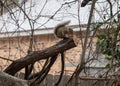 Fox squirrel sitting on a cut limb on a windy winter day Royalty Free Stock Photo