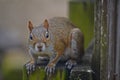 Fox Squirrel sitting on a fence Royalty Free Stock Photo