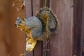 Fox Squirrel standing on corn cob with kernal of corn in his mouth