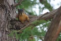 A fox squirrel staring at the camera perched on a tree branch