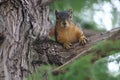 A fox squirrel staring at the camera perched on a tree branch