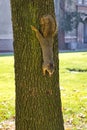 Fox squirrel on tree trunck climbing down in San Jose