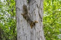 Fox squirrel on tree trunck climbing down