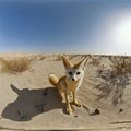A fox standing in the middle of a desert Royalty Free Stock Photo