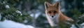 A fox is standing in the snow, looking at the camera Royalty Free Stock Photo