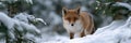 A fox is standing in the snow, looking at the camera Royalty Free Stock Photo