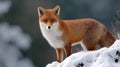 A fox is standing in the snow, looking at the camera Royalty Free Stock Photo