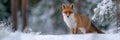 A fox is standing in the snow, looking at the camera Royalty Free Stock Photo